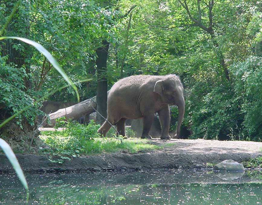 The Bronx Zoo's baby elephant