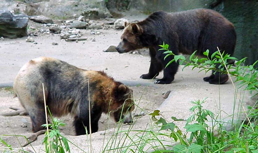 Brown bears on land