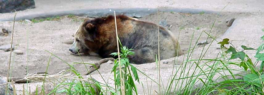 Brown bear