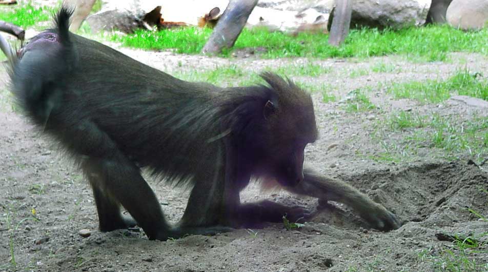 A monkey digging