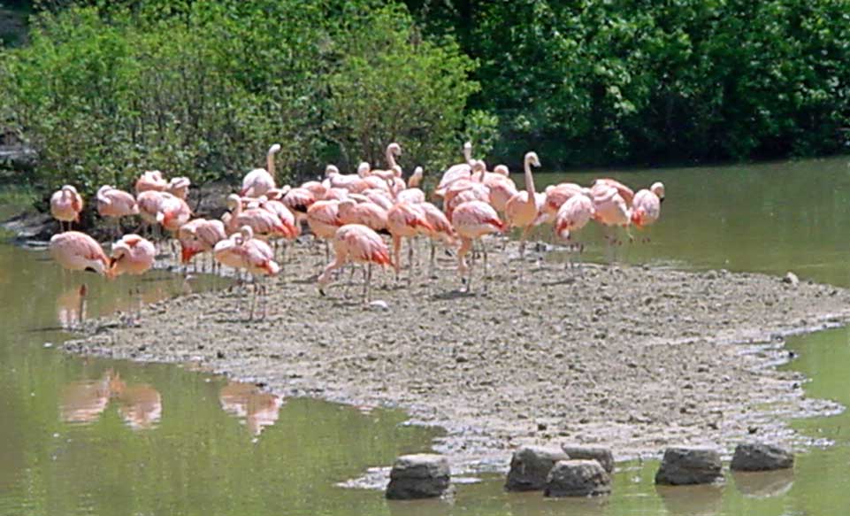 Pink flamingos