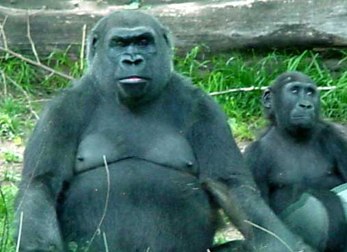 Mother gorilla and child, from Congo habitat