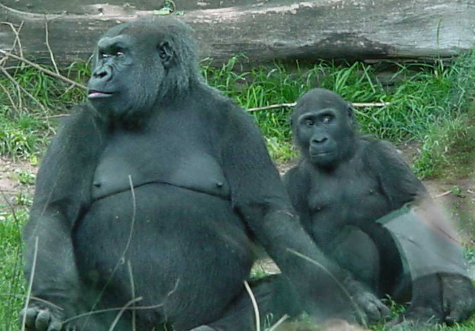 Mother gorilla and child, from Congo habitat