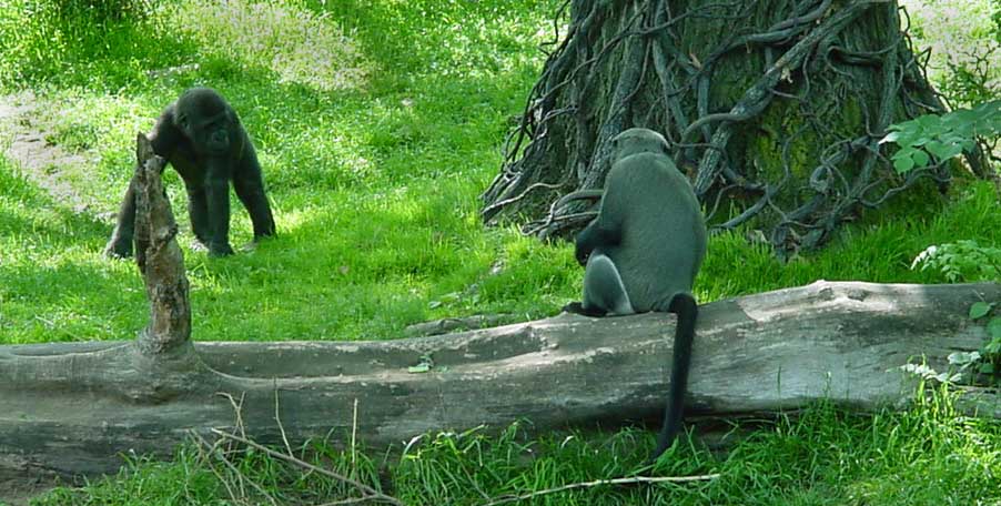 Juvenille gorillas and a monkey