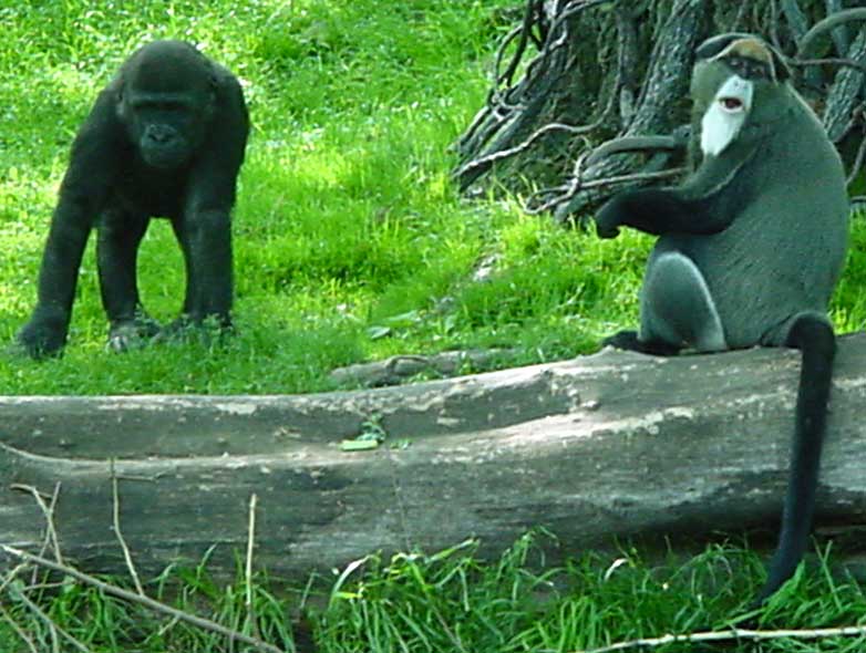 Juvenille gorilla and a monkey, from Congo habitat