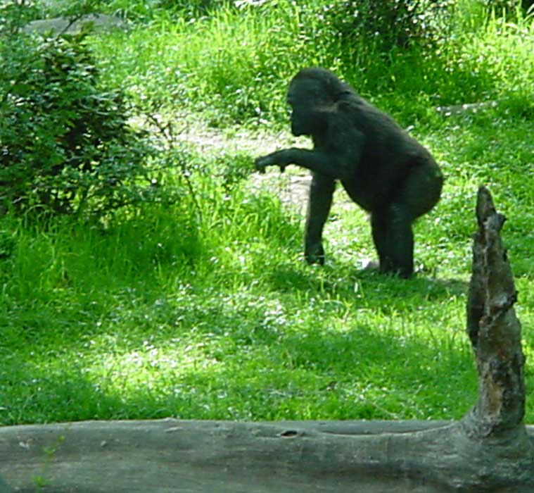 Juvenile gorilla, from Congo habitat