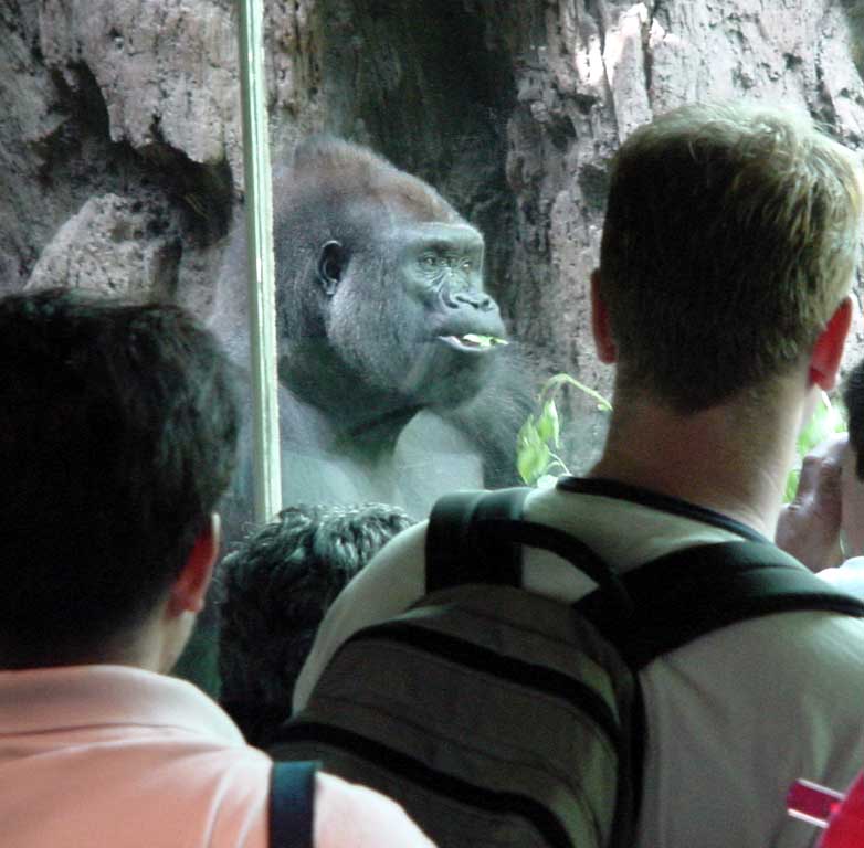 Older male gorilla, from Congo habitat
