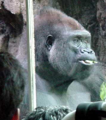 Older male gorilla, from Congo habitat