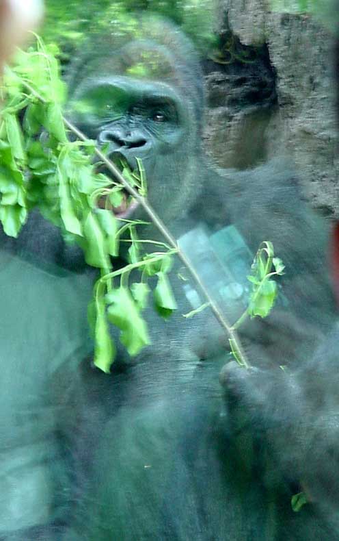 Older male gorilla eating, from Congo habitat