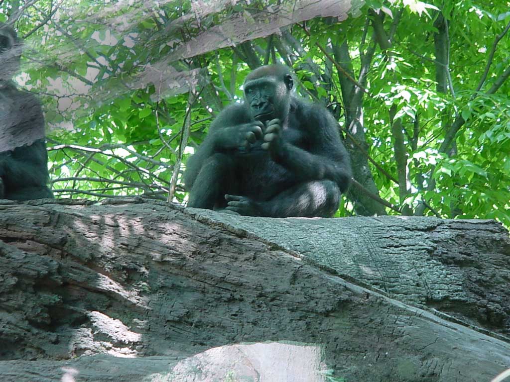 Juvenile gorilla, from Congo habitat