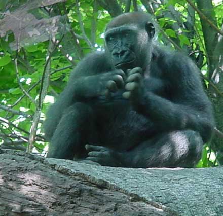 Observant gorilla, from Congo habitat