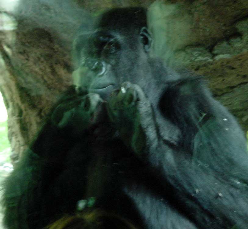 Friendly gorilla, from Congo habitat