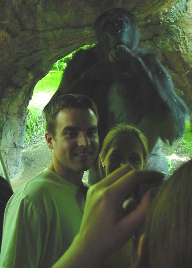 Friendly gorilla, from Congo habitat