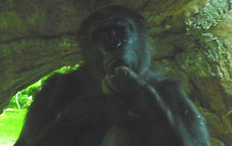 Friendly gorilla, from Congo habitat