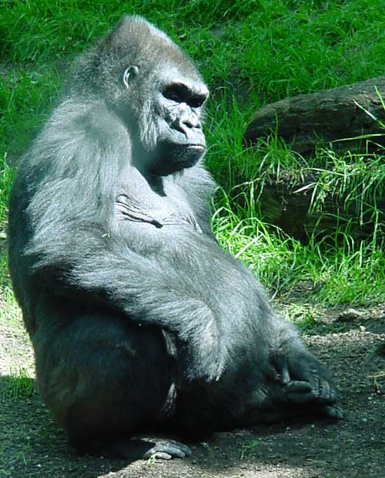 Mature gorilla, from Congo habitat