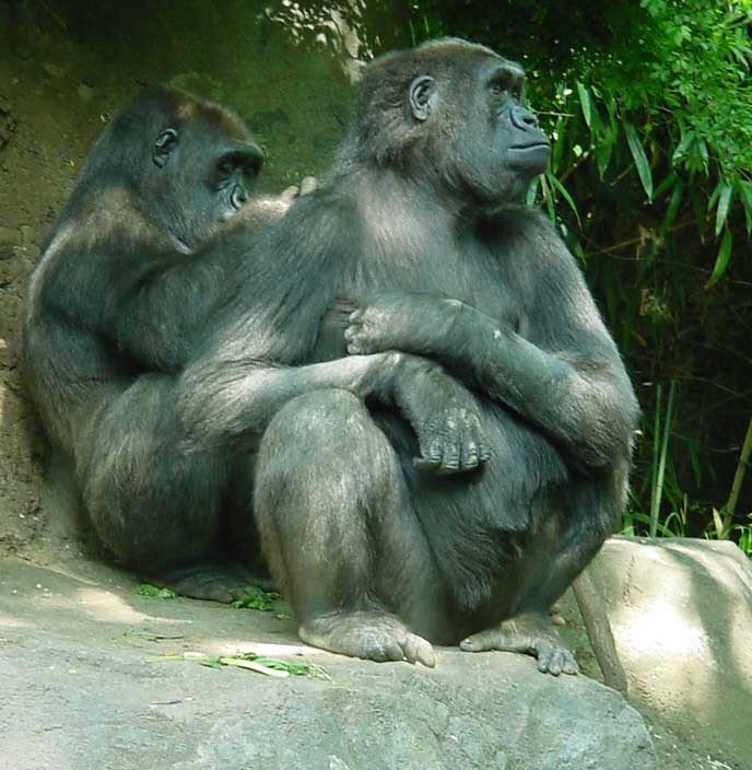 Picking nits, from Congo habitat
