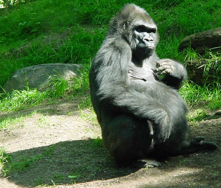 Mature gorilla, from Congo habitat