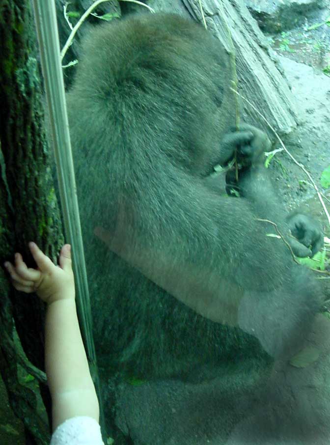 Back of gorilla, from Congo habitat