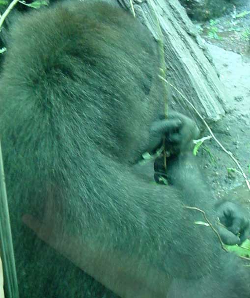 Back of gorilla, from Congo habitat