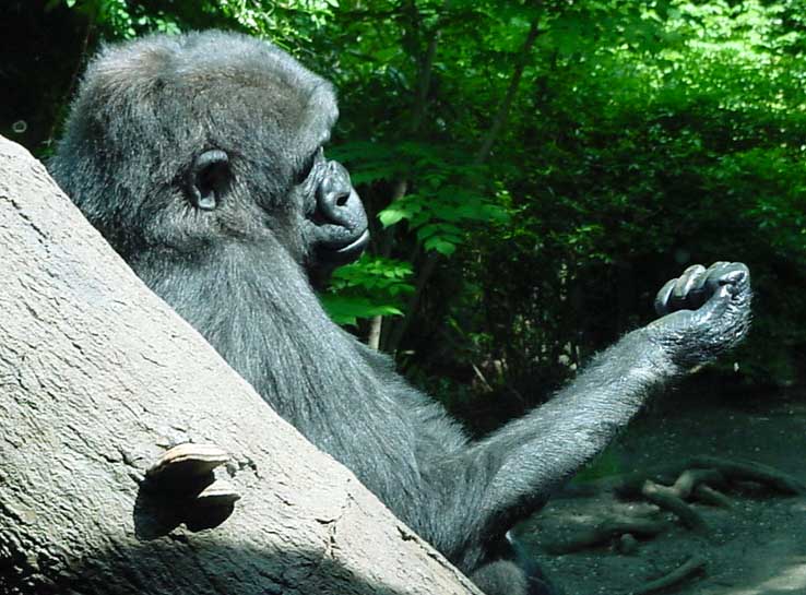 Gorilla playing with water, from Congo habitat