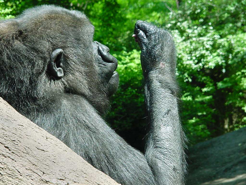Gorilla playing with water, from Congo habitat
