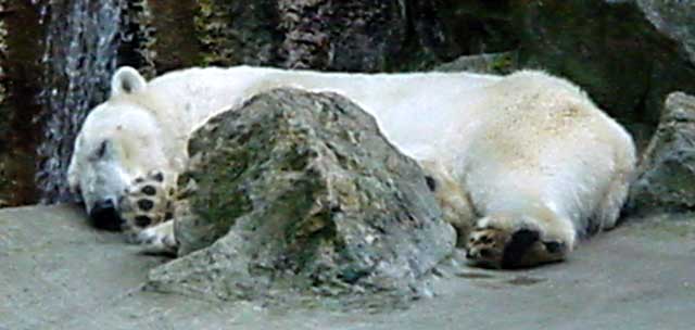 Sleeping polar bear