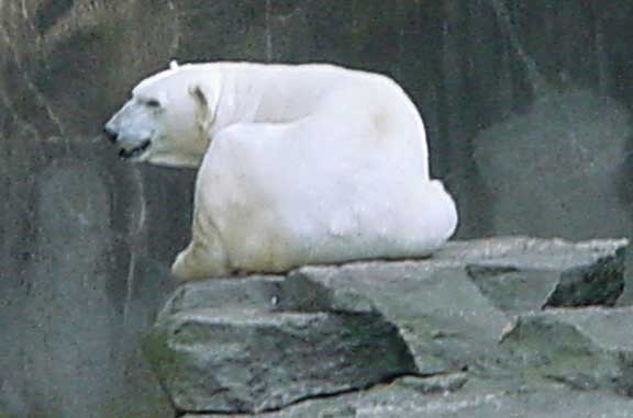 Sunning polar bear