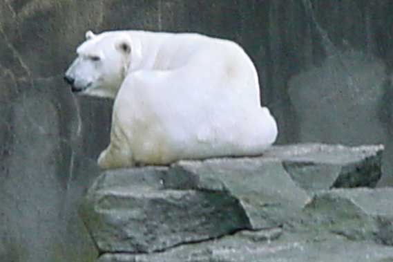 Sunning polar bear
