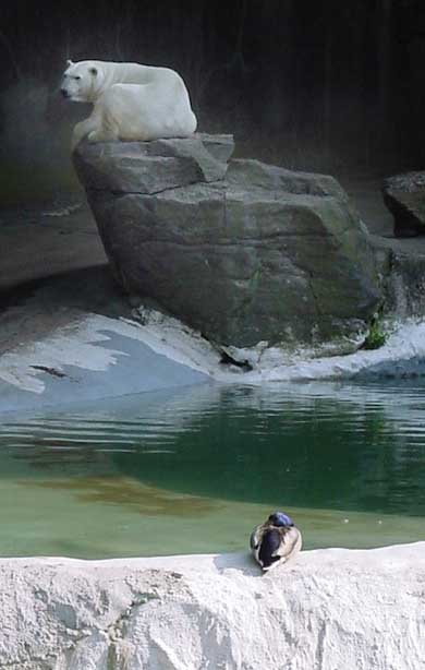 Polar bear and local bird