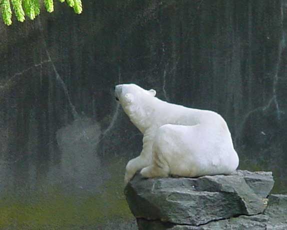 Sunning polar bear