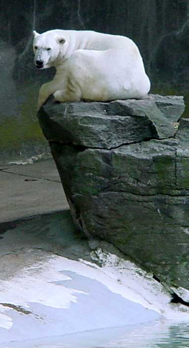Sunning polar bear