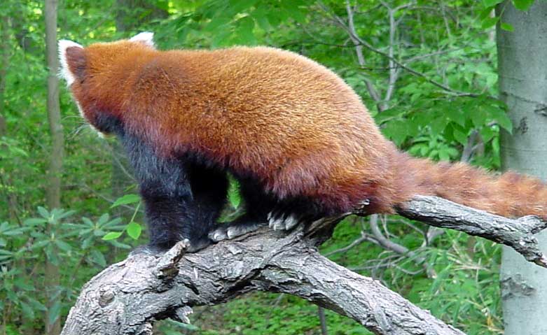 The back of the elusive red panda