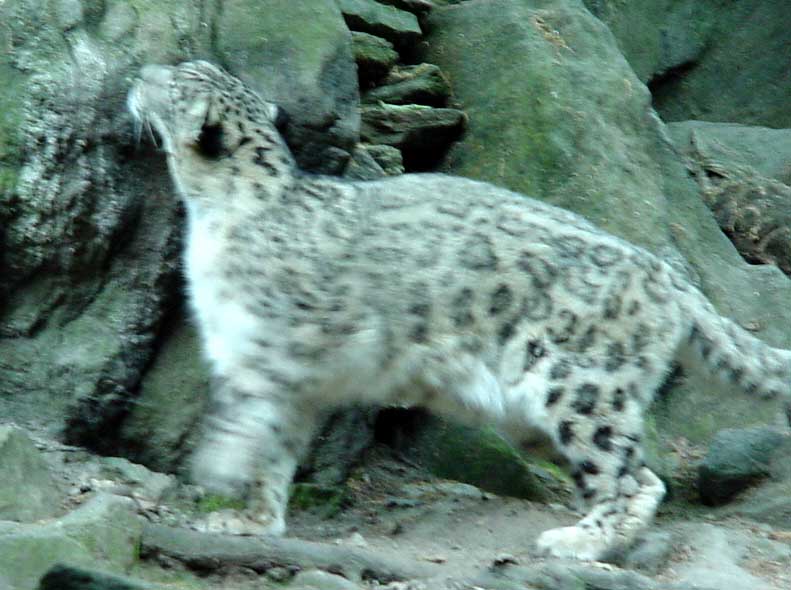 Snow leopard