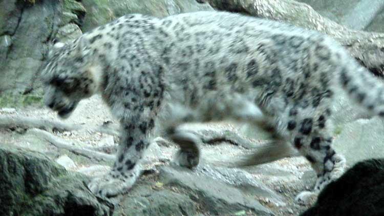 Snow leopard