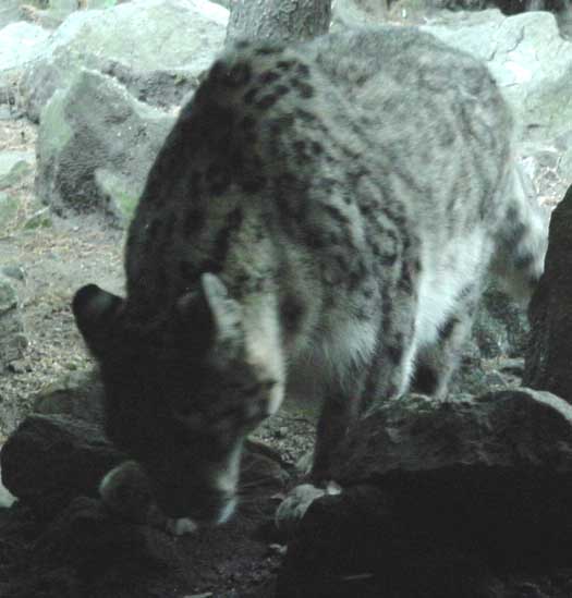 Snow leopard