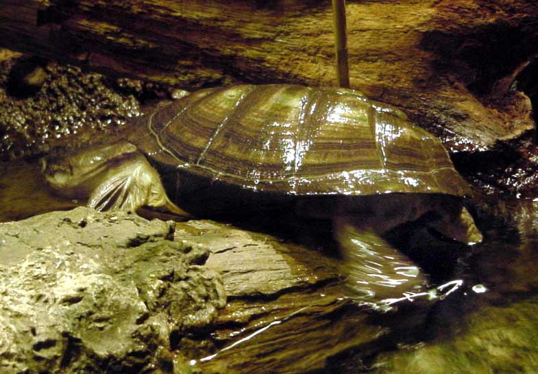 A turtle