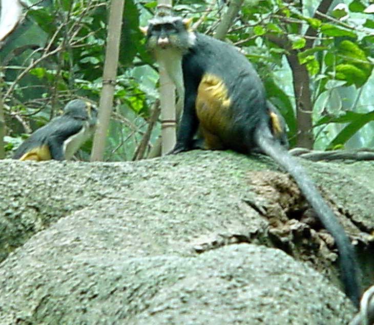 Yellow belly monkies