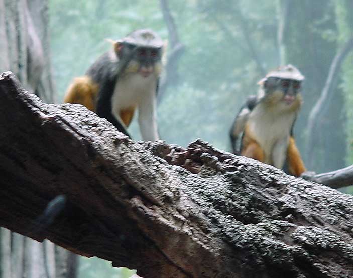 yellow belly monkies