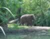 The Bronx Zoo's baby elephant (154,401 bytes)