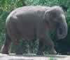 The Bronx Zoo's baby elephant (48,558 bytes)