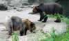 Brown bears on land (80,920 bytes)