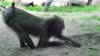 A monkey digging (83,894 bytes)