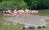 Pink flamingos (89,106 bytes)