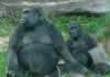 Mother gorilla and child, from Congo habitat (69,045 bytes)