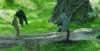 Juvenille gorilla and a monkey (98,758 bytes)