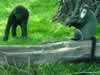 Juvenille gorilla and a monkey, from Congo habitat (81,702 bytes)
