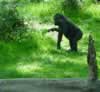Juvenile gorilla, from Congo habitat (97,524 bytes)