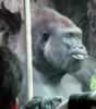 Older male gorilla, from Congo habitat (26,685 bytes)