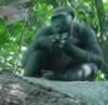 Observant gorilla, from Congo habitat (42,997 bytes)