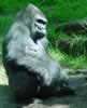 Mature gorilla, from Congo habitat (82,231 bytes)